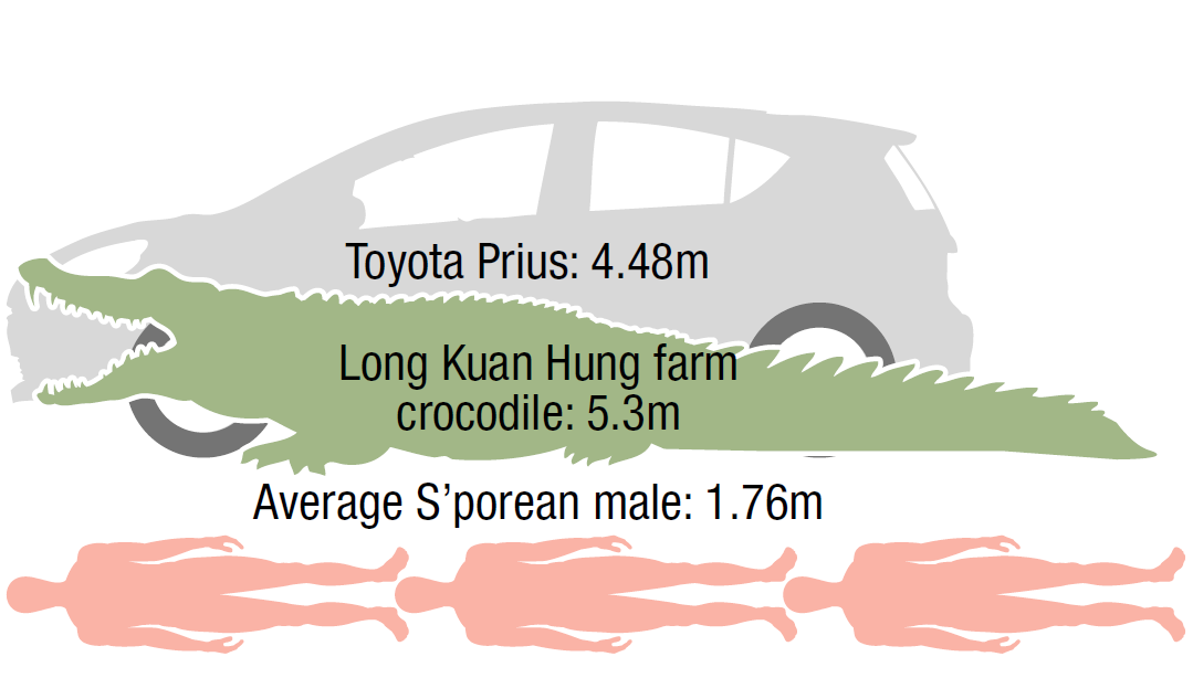 Crocodile farms in Singapore