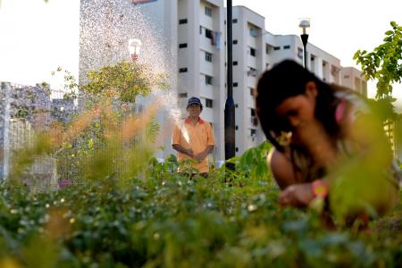 The Sky Garden @ Jurong Central at the sixth floor of a multi-storey car park at Jurong East Street 32 is tended by more than 60 volunteers.