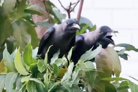 77 crow nests removed from stretch in Tampines 