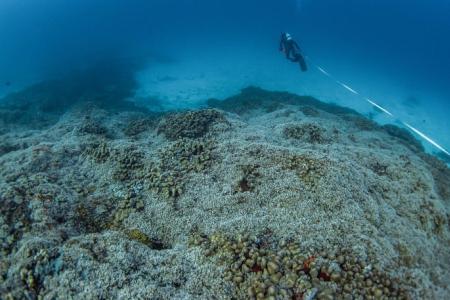 Scientists find world’s largest coral grown over three centuries