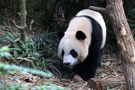 Singapore-born panda Le Le will be returned to China in December