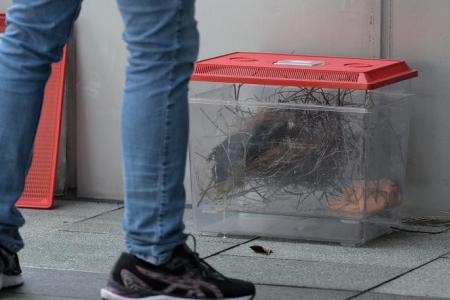 More nests, fledglings removed in Orchard Road after attacks by crows