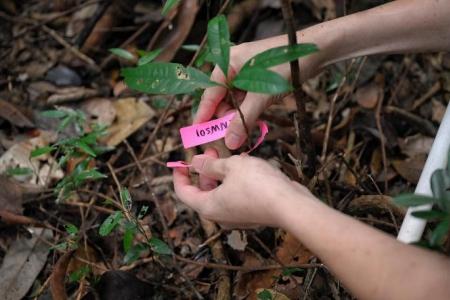 In a bid to coax the return of primary forest trees