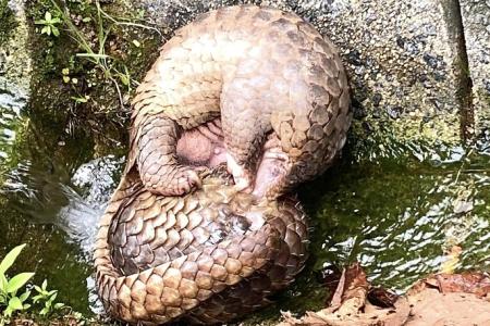 Researchers document rare sight of two pangolins fighting