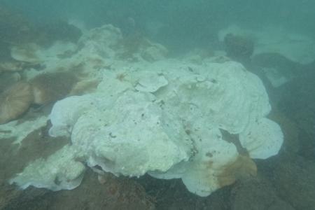 Singapore corals showing signs of recovery amid global bleaching