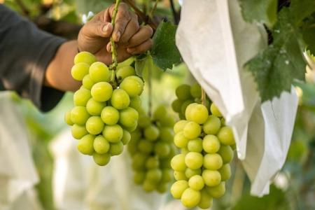 Shine Muscat grapes in Singapore tested and found safe