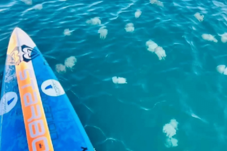 Thailand’s Pattaya Beach invaded by moon jellyfish