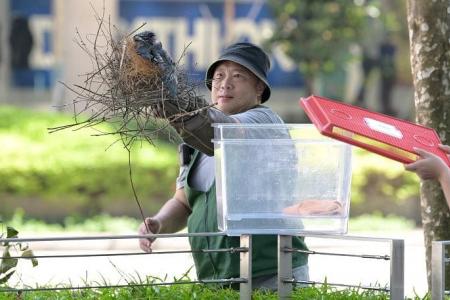 More nests, fledglings removed in Orchard Road after attacks by crows