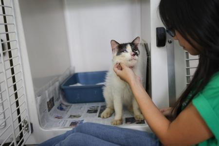 AVS calls for public feedback on guidelines for animal shelters