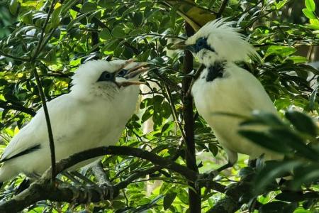 Baby boom at Singapore’s wildlife parks