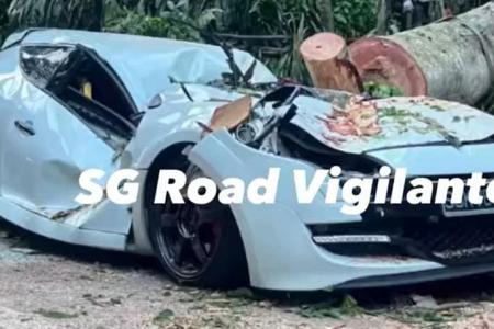 Fallen tree in Chestnut Nature Park crushes car