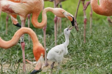 Baby boom at Singapore’s wildlife parks