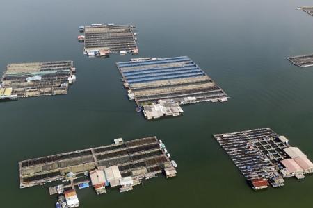 1 in 4 of Singapore fish farms shut down in past year