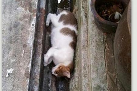 Cat-killing in Yishun continues