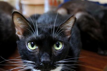 Woman with 20 cats gets help in cleaning cockroach-infested flat