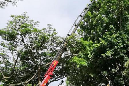 Macaw rescued after 24 hours, with help from crane operator