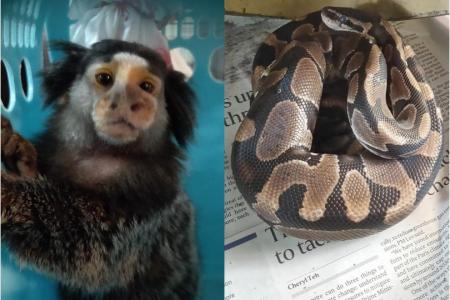 Marmoset euthanised, ball python found in plastic bag