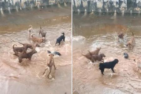 Dogs and lone otter get into a scrape at canal