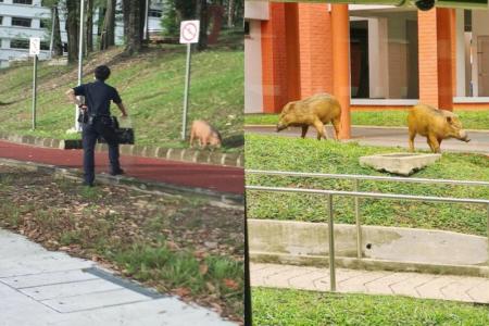Wild boars get police escort through Yew Tee residential estate