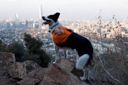 Superhero dog takes on park garbage in Chile