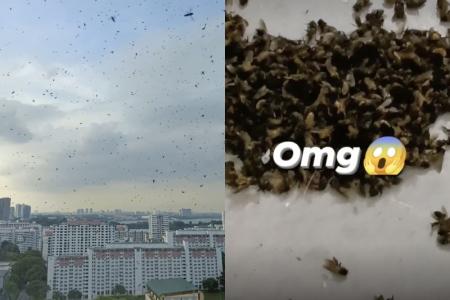 Swarm outside Woodlands block creating a buzz, as resident finds dead bees at doorstep