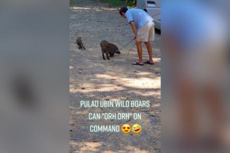Wild boars ain't so wild on Pulau Ubin: Animals seen obeying man with stick in video