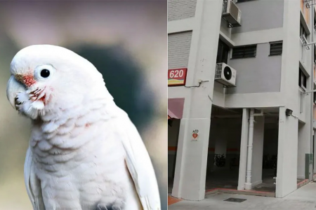 'I hated going home': Woman sells Bedok flat after neighbour's noisy parrot affected her sleep for a year