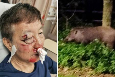 Elderly cyclist falls, suffers fractures after wild boar charges at him