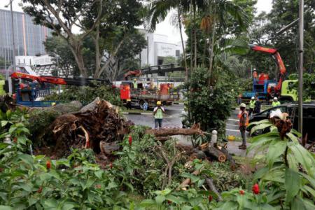 Passers-by rush to help after 20m-tall tree falls on vehicles outside City Plaza