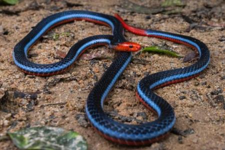 Fascinating creatures right in our backyard