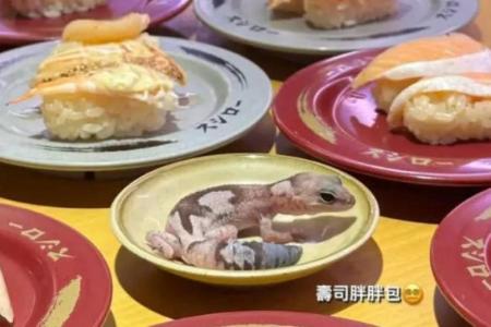 Student in Taiwan snaps pet gecko on sushi restaurant plate