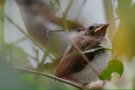 First mainland Singapore breeding of mangrove whistler confirmed