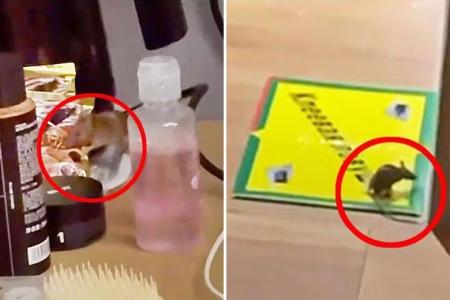 Rat-infested Geylang hotel gives tourists rodent trap