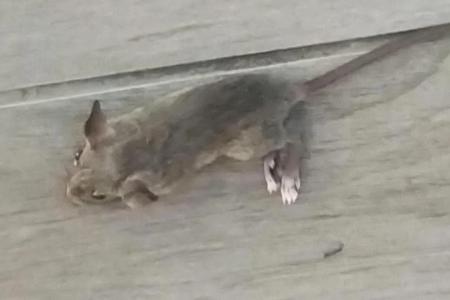 Serangoon coffee shop patron finds a rat in his pants