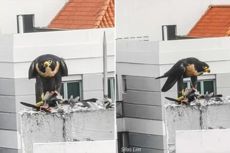 Falcon filmed feasting on pigeon atop HDB block