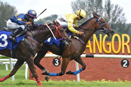 Jungle King primed for fourth win in Malaysia