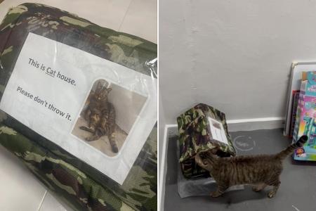 Cat house for Jurong West community cat disappears overnight