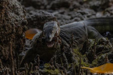 Giant monitor lizard seen feasting on a crab at Sungei Buloh