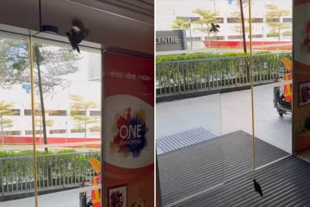 Clever mynas trigger motion sensor to escape mall