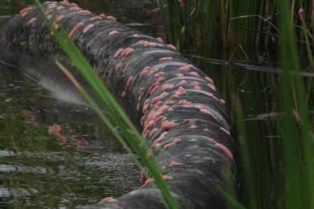 Invasive snail eggs spotted in Lower Seletar Reservoir  