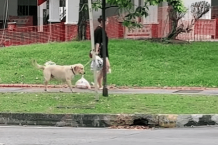 ‘So clever’: Dog helps handler with groceries by carrying plastic bag in mouth 