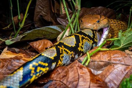 King cobra toils for at least 7 hours in Mandai to eat snake