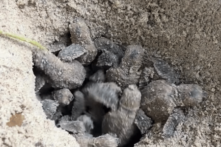 Hawksbill turtle hatchlings emerge from East Coast Park nest