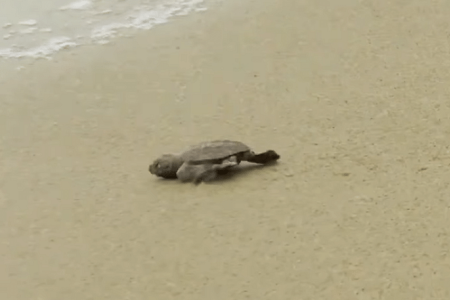 Hawksbill turtle hatchlings emerge from East Coast Park nest