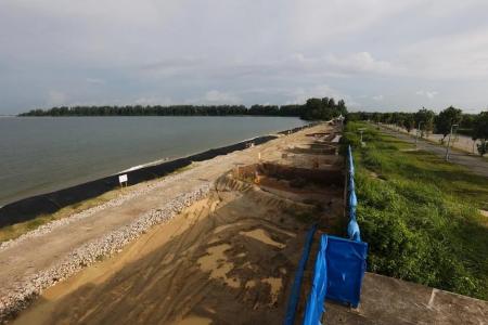 Nesting turtles sighted at Changi Bay reclamation site