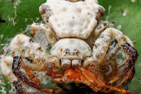 Duo discovers bird-dropping spider new to Singapore 