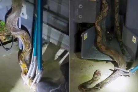 Reticulated python burned alive, NParks investigating