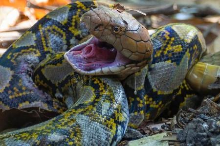 King cobra toils for at least 7 hours in Mandai to eat snake