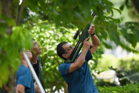 African monkey escapes from zoo, caught in CCK after 6 months