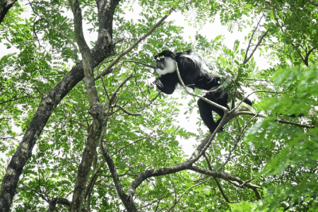 African monkey escapes from zoo, caught in CCK after 6 months